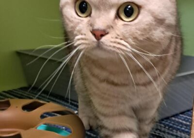 Fundtier Kater, Innsbruck (08/2026)