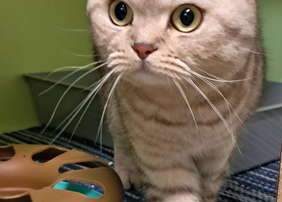 Fundtier Kater, Innsbruck (08/2026)