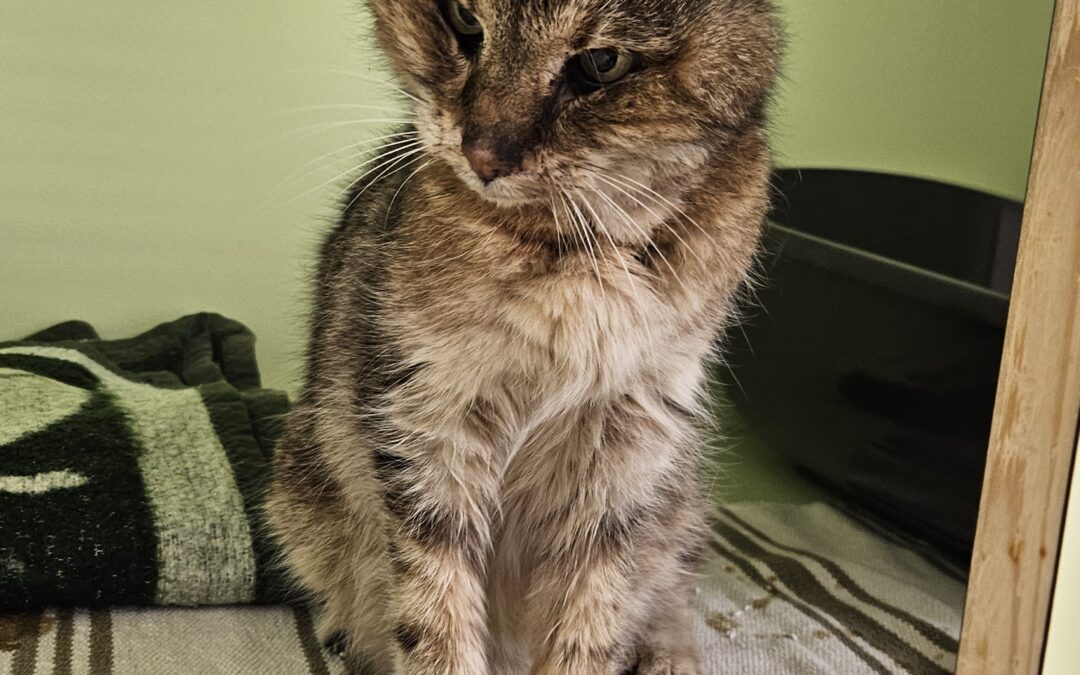 Fundtier Katze (verstorben), Innsbruck (08/2026)