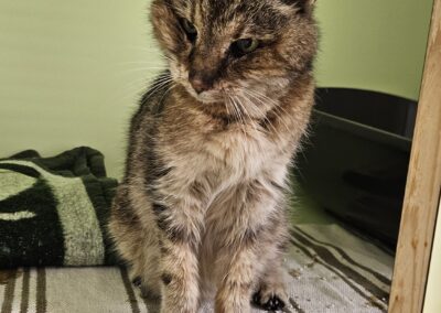 Fundtier Katze (verstorben), Innsbruck (08/2026)