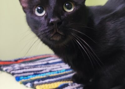 Fundtier Katze, Innsbruck (08/2026)