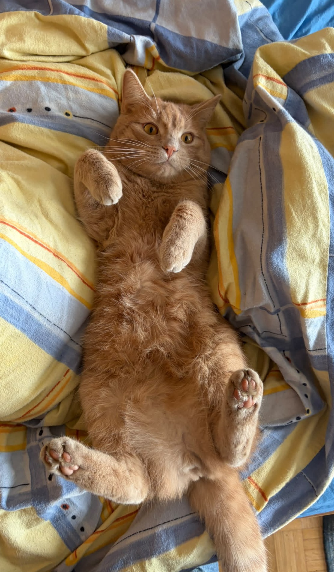 Innsbruck_Kater_Milo