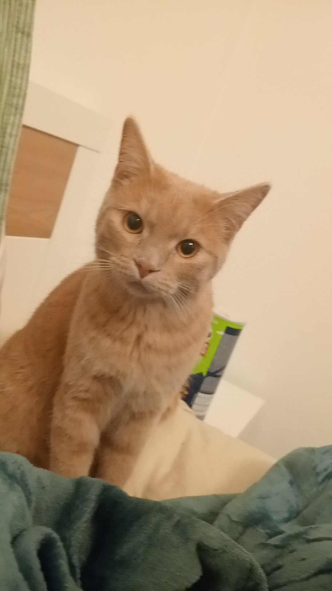 Innsbruck_Kater_Milo2