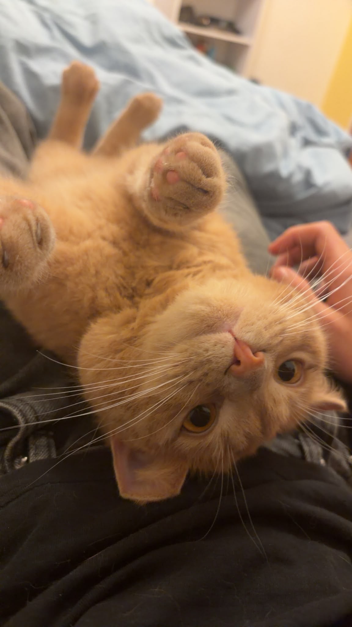 Innsbruck_Kater_Milo3
