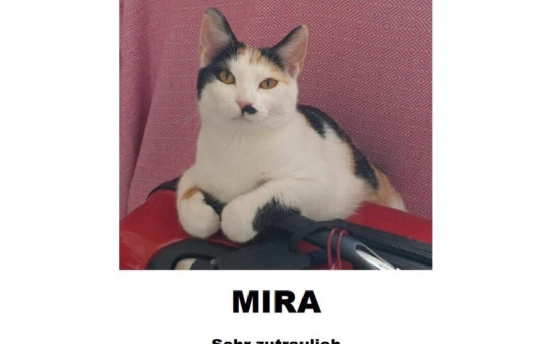 Mira, Innsbruck (08/2026)