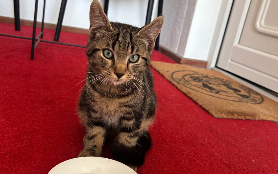 Fundtier Katze, Itter (08/2026)