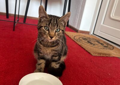 Fundtier Katze, Itter (08/2026)