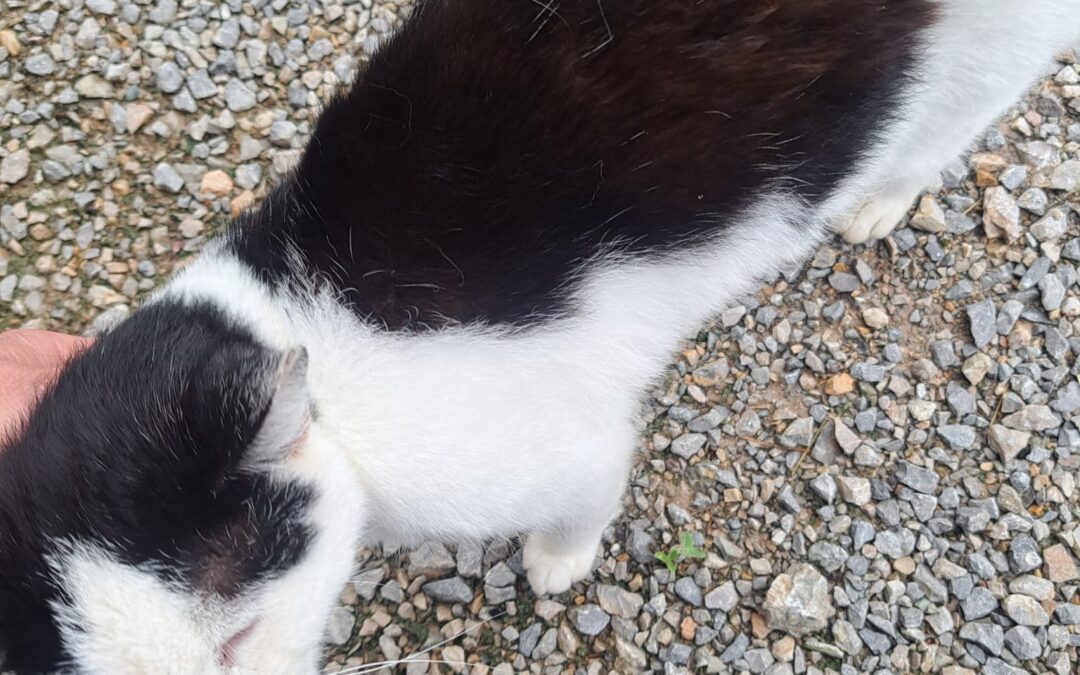 Fundtier Katze, Itter (08/2026)