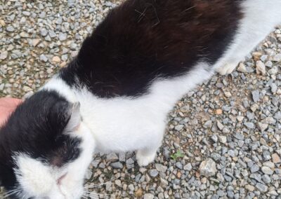 Fundtier Katze, Itter (08/2026)