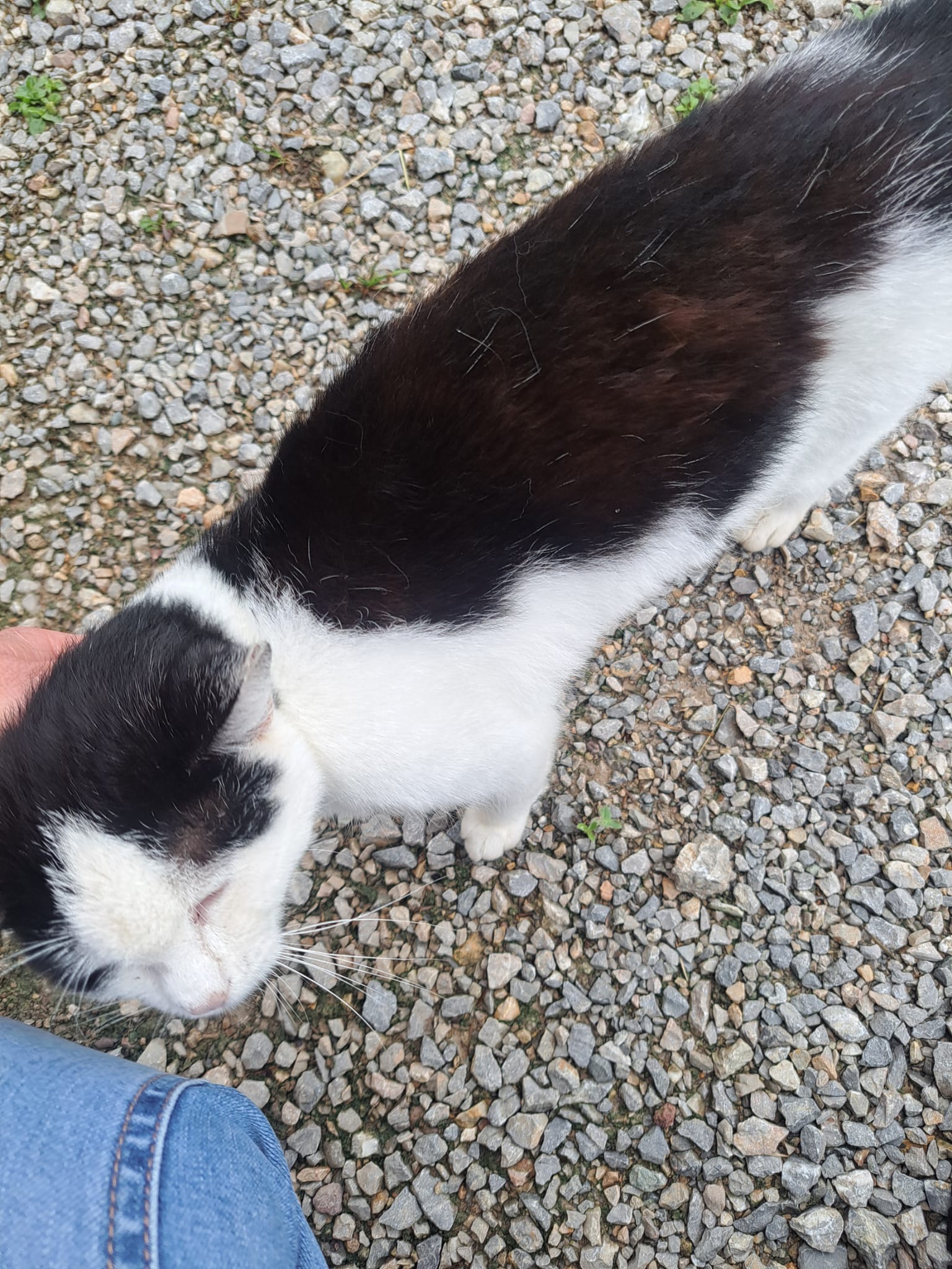 Itter_Fundkatze_Mühltal