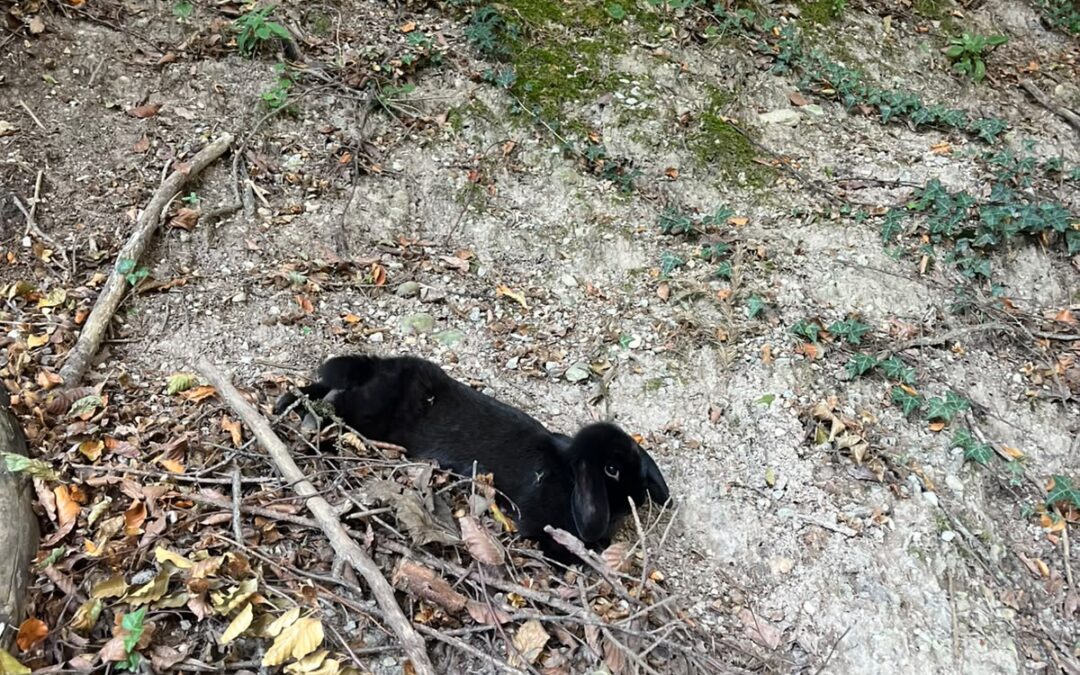 Fundtier Kaninchen, Kirchbichl (08/2026)
