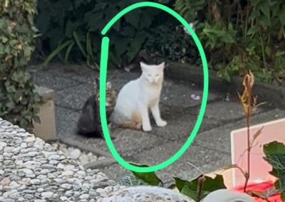 Fundtier Kater, Kirchbichl (08/2026)