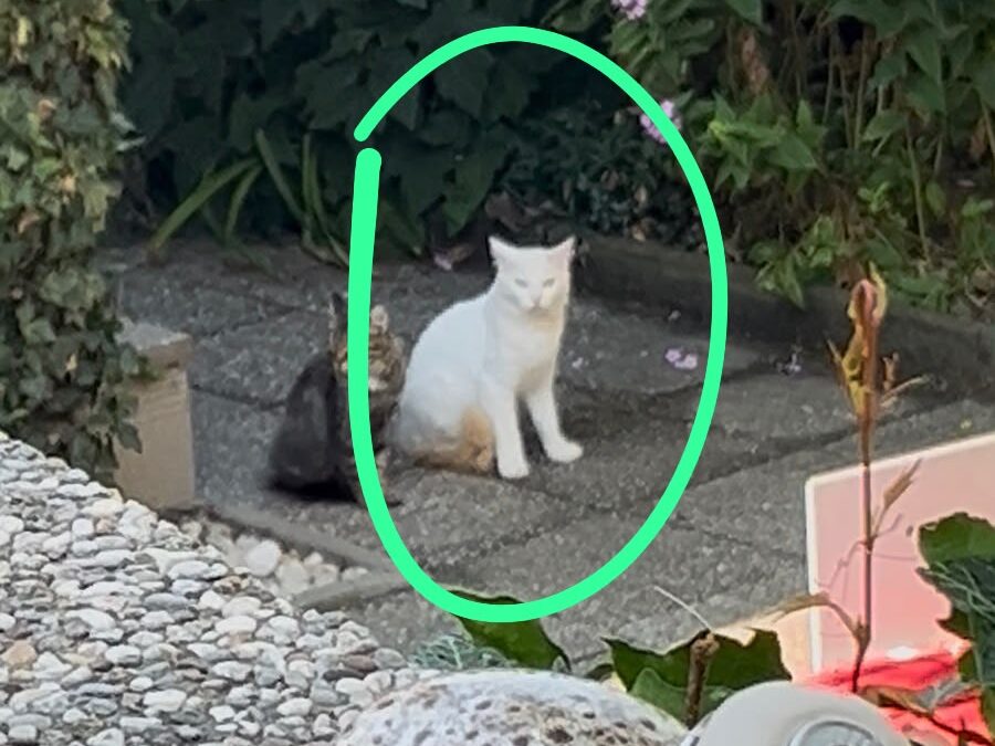 Fundtier Kater, Kirchbichl (08/2026)