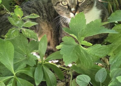 Mischa, Kramsach (08/2026)