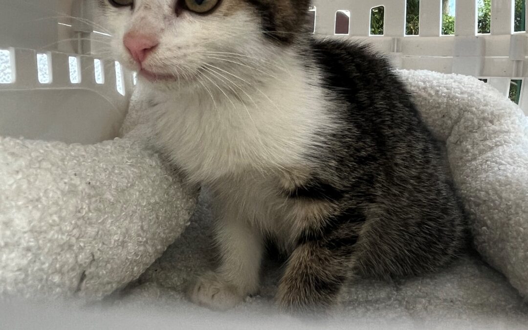Fundtier Katze, Kramsach (08/2026)