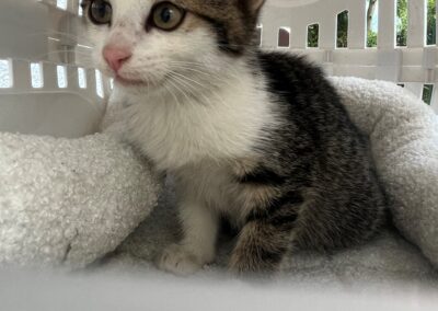 Fundtier Katze, Kramsach (08/2026)