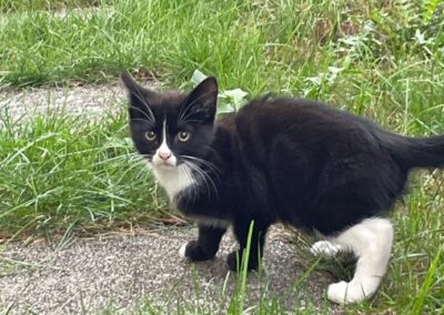 Fundtier Kater, Kufstein (08/2026)