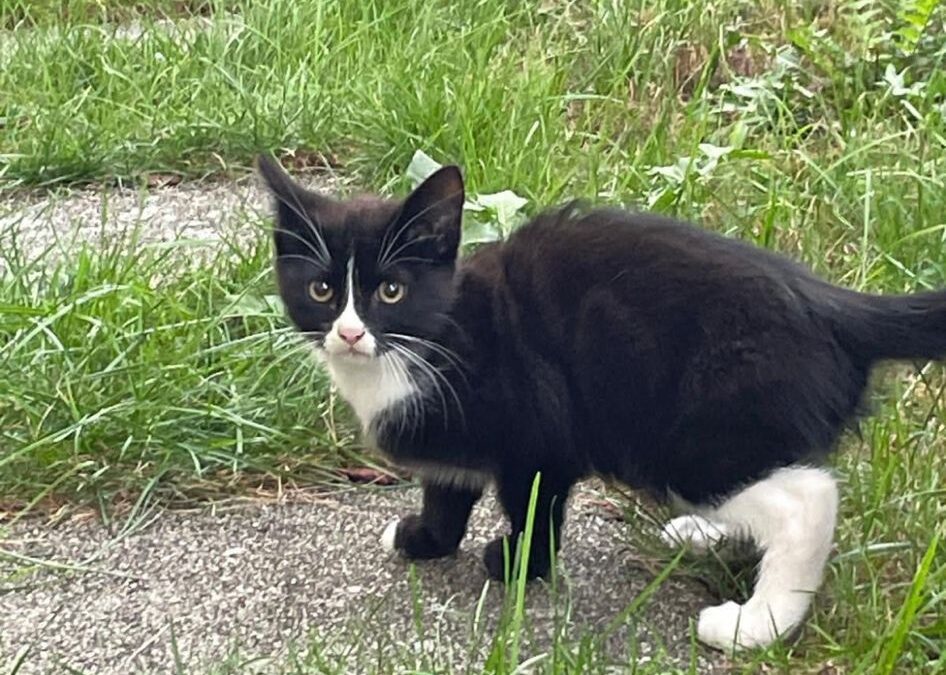 Fundtier Kater, Kufstein (08/2026)