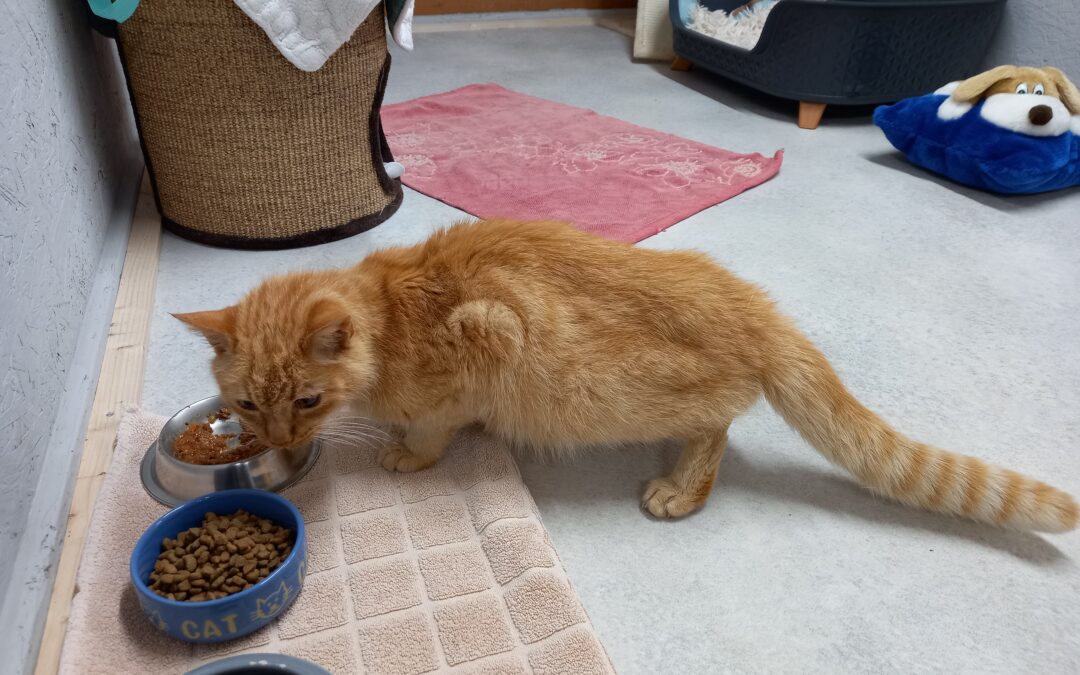 Fundtier Katze, Kufstein (08/2026)