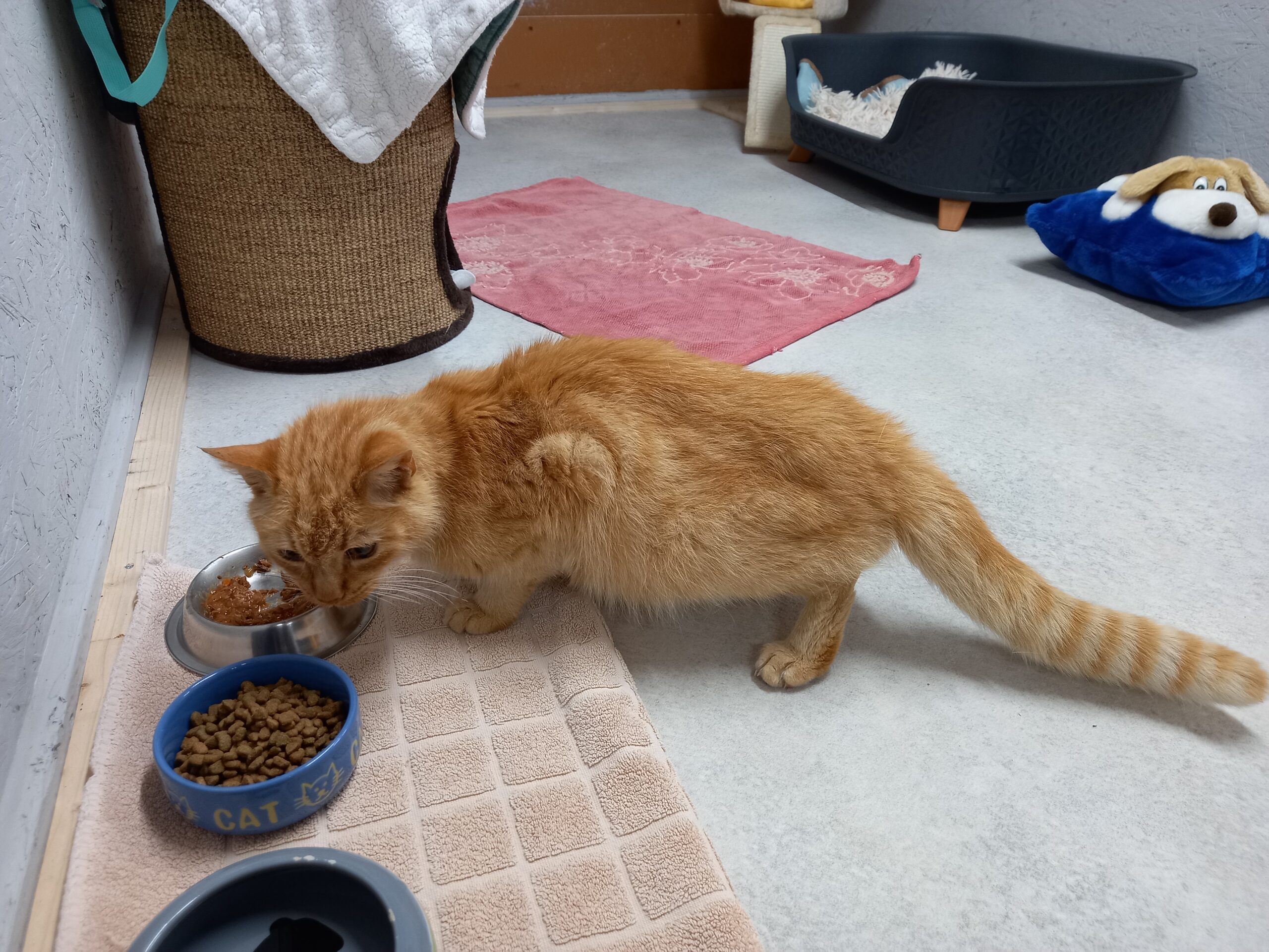Kufstein_Fundkatze_Sterzingerstarße