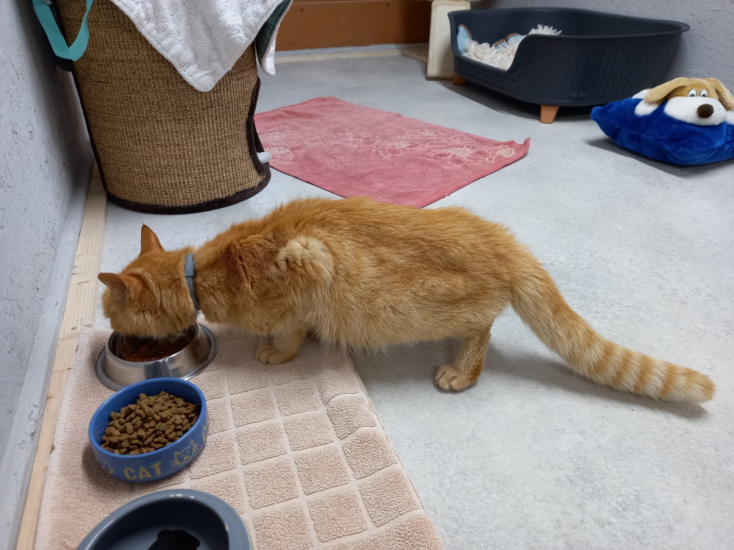 Kufstein_Fundkatze_Sterzingerstarße2