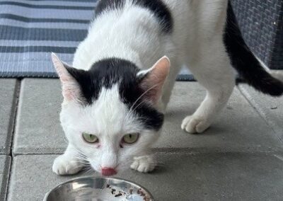 Fundtier Kater, Kufstein (08/2026)