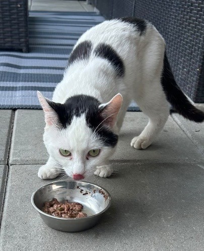 Fundtier Kater, Kufstein (08/2026)