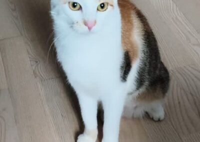 Katze, Kufstein (08/2026)