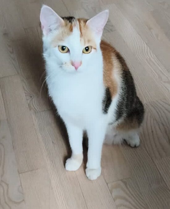 Katze, Kufstein (08/2026)