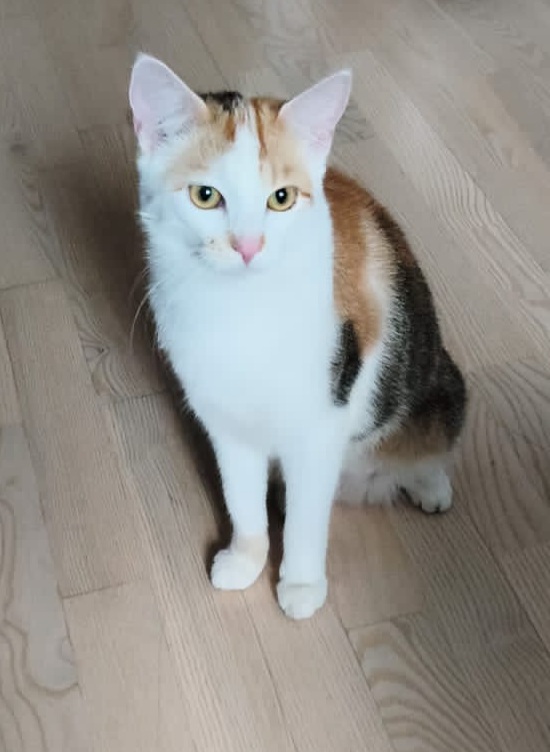 Kufstein_Katze
