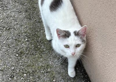Sichtung Katze, Kufstein (08/2026)