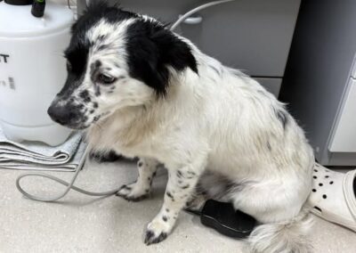 Fundtier Hund, Langkampfen (08/2026)