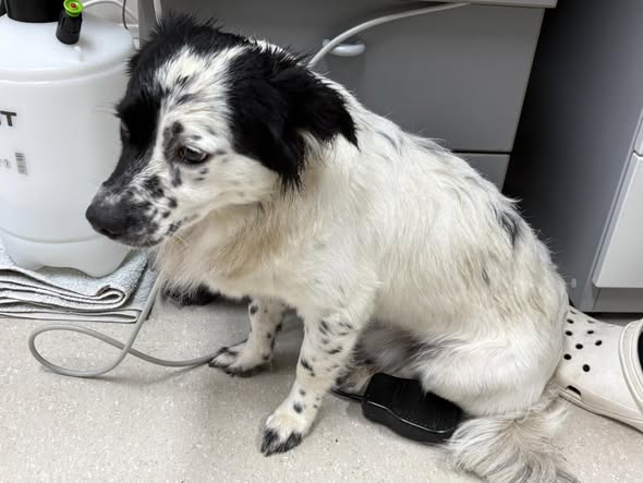 Fundtier Hund, Langkampfen (08/2026)
