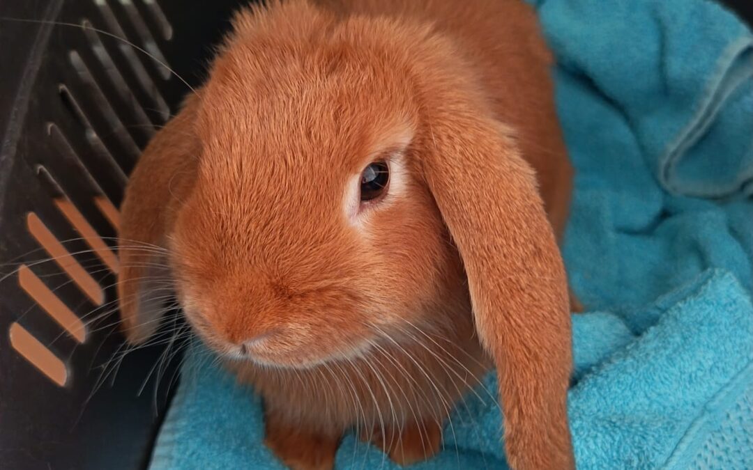 Fundtier Kaninchen, Langkampfen (08/2026)