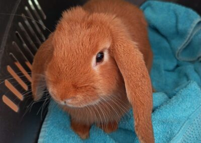 Fundtier Kaninchen, Langkampfen (08/2026)