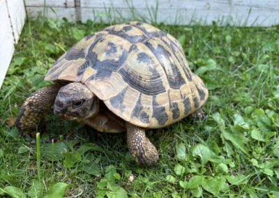 Fundtier Schildkröte, Langkampfen (08/2026)