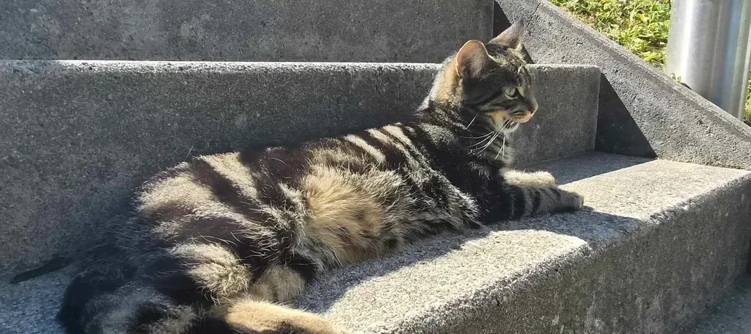 Sichtung Katze, Langkampfen (08/2026)