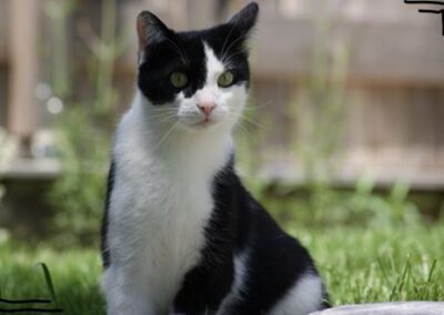 Lucky, Mils bei Hall (08/2026)