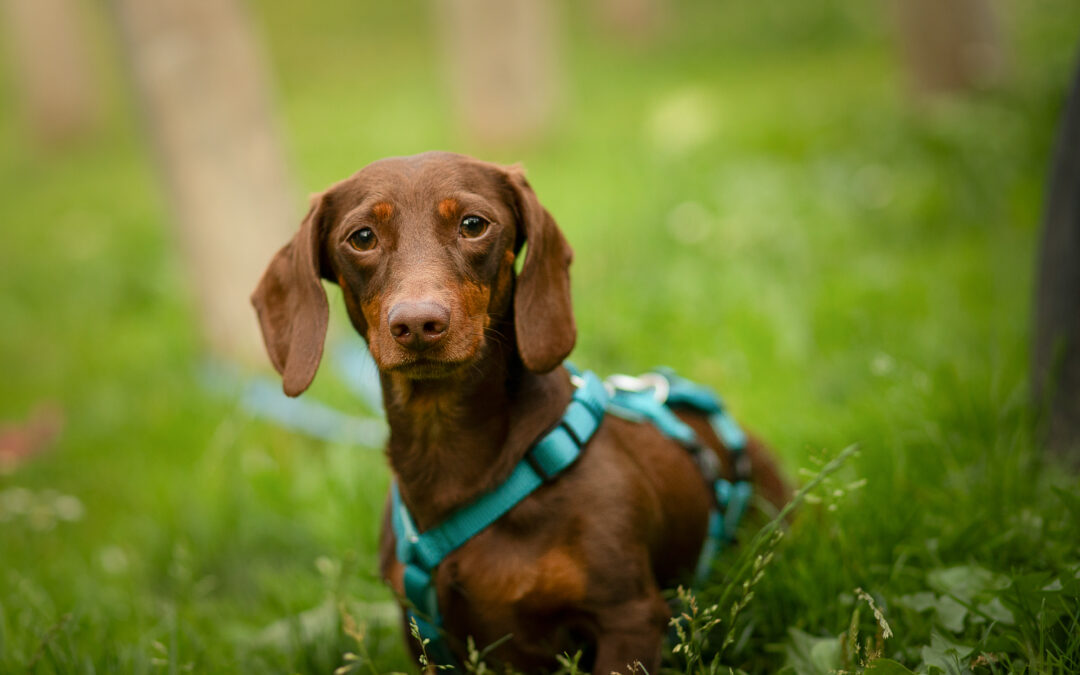 Monty