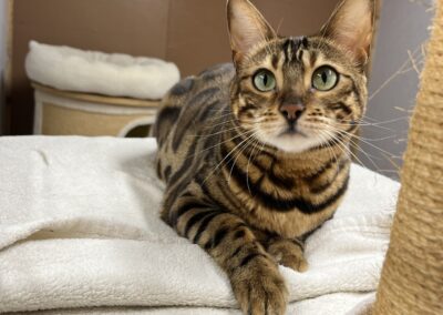 Nala