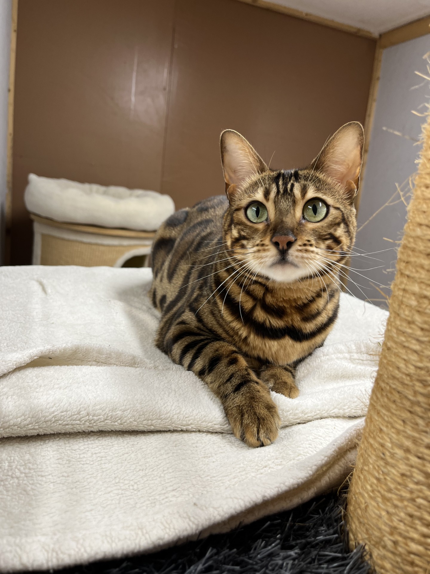 Nala