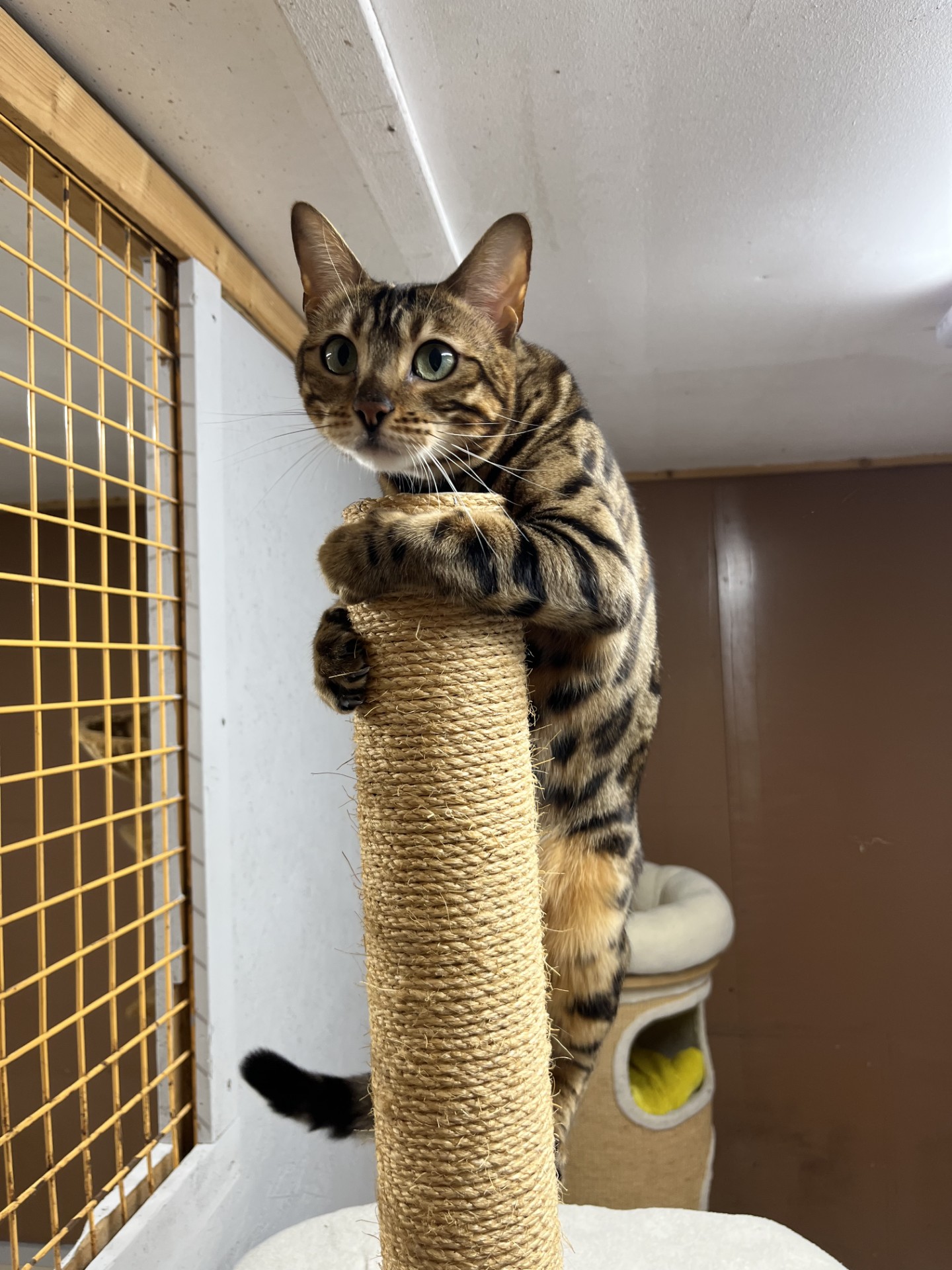 Nala2