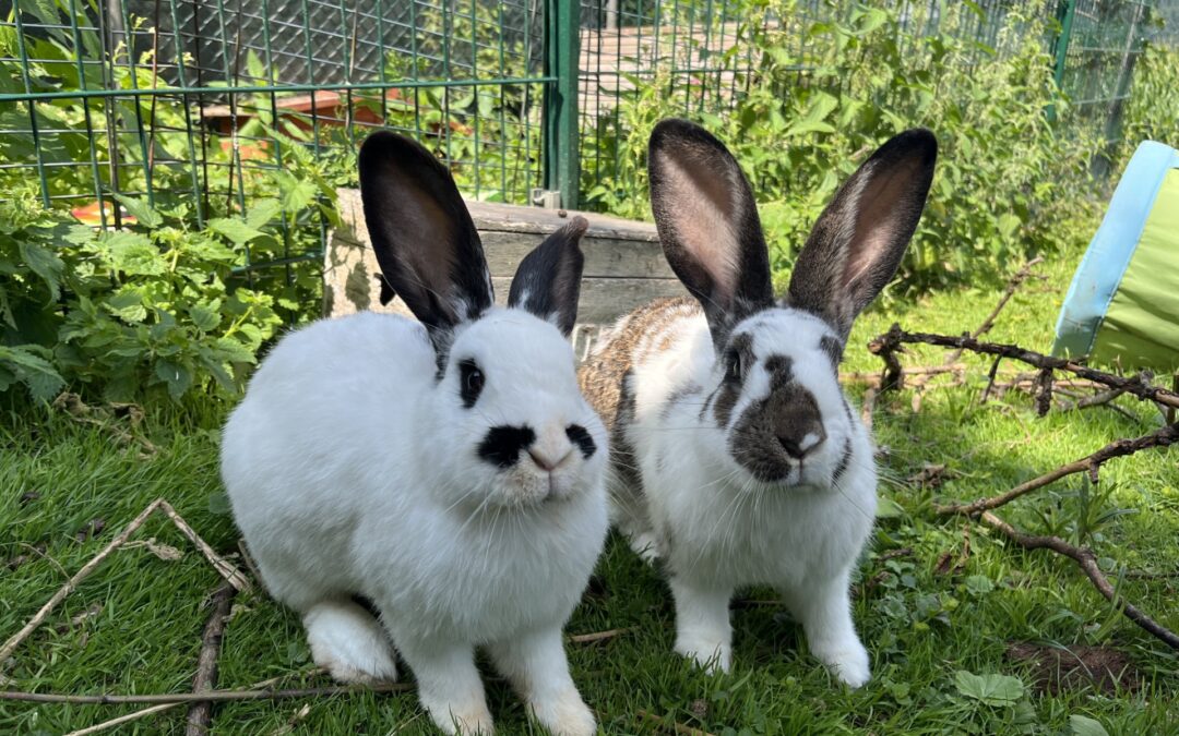 Riesenkaninchen