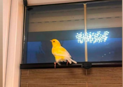 Fundtier Kanarienvogel, Schwaz (08/2026)