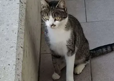 Fundtier Katze, Hippach (08/2026)
