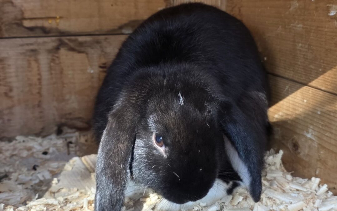 Fundtier Kaninchen, Serfaus (08/2026)