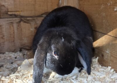 Fundtier Kaninchen, Serfaus (08/2026)