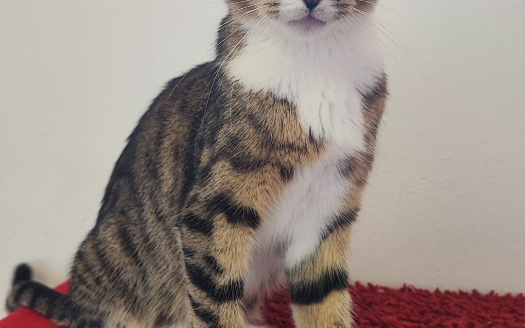 Siri