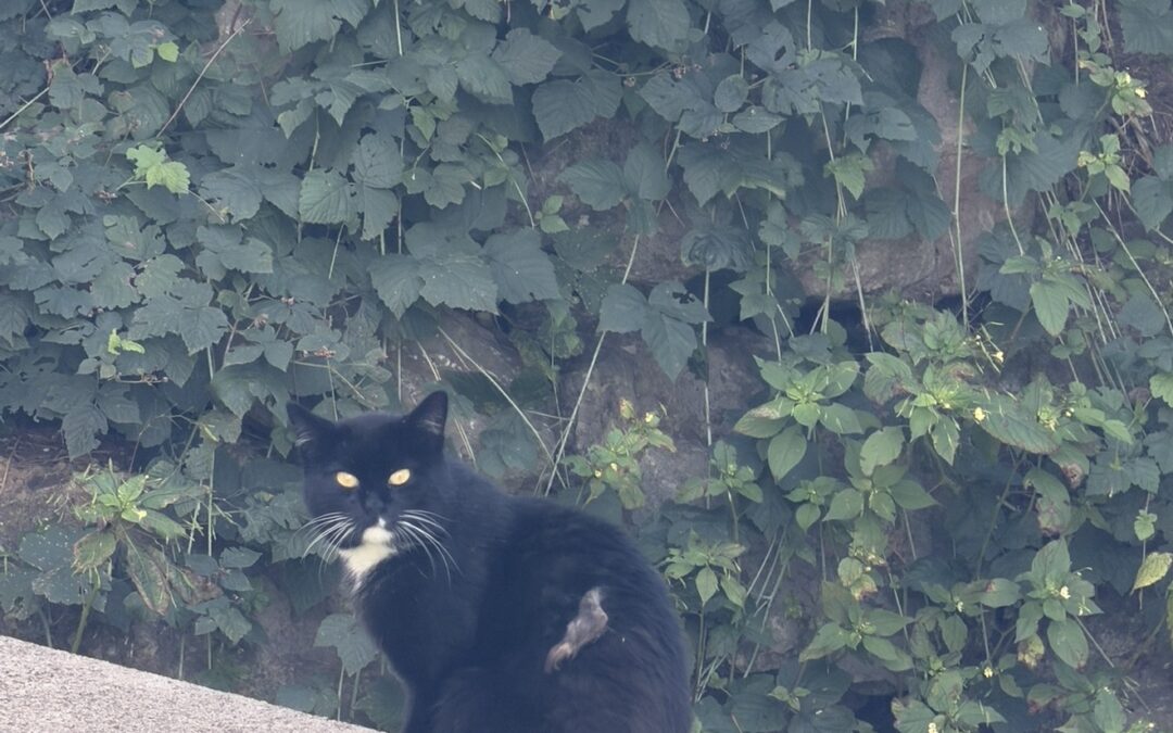 Sichtung Katze, Söll (08/2026)