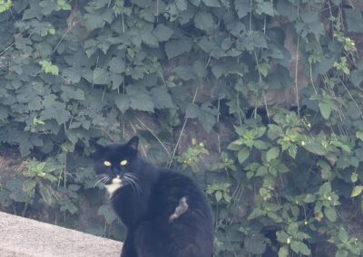 Sichtung Katze, Söll (08/2026)